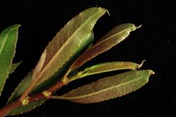 Salix triandra subsp. triandra. Emerging leaves. Image: D. Glenny © Landcare Research 2020 CC BY 4.0